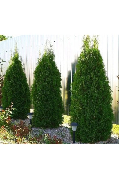 Thuja occidentalis ’Weimar’